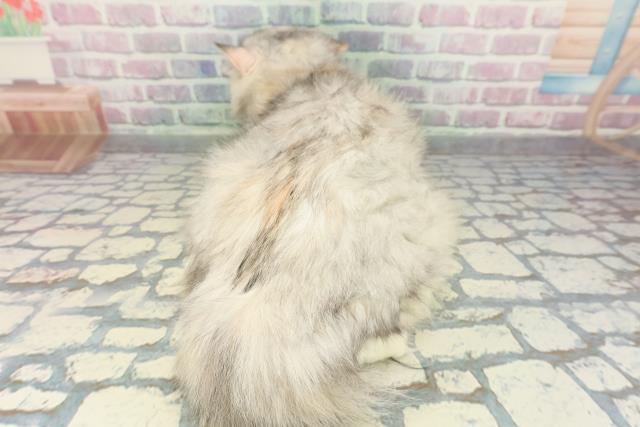 北海道のラガマフィン (Coo&RIKU帯広店/2025年7月11日生まれ/女の子/シルバーパッチドタビー)の子猫の4枚目の画像