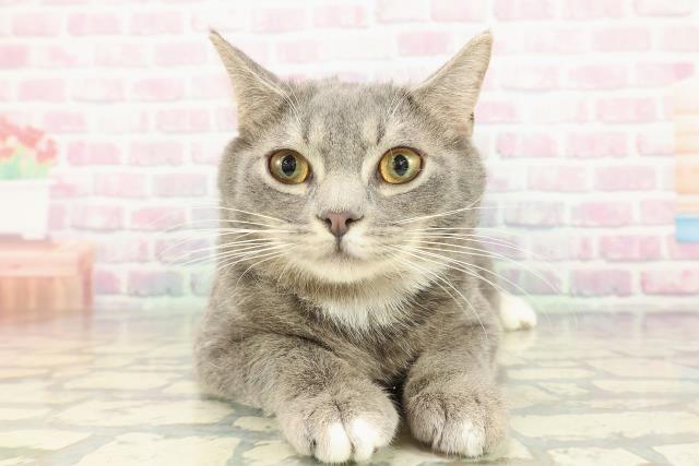 神奈川県のマンチカン (Coo&RIKU秦野店/2025年9月2日生まれ/男の子/ブルータビーホワイト)の子猫の1枚目の画像