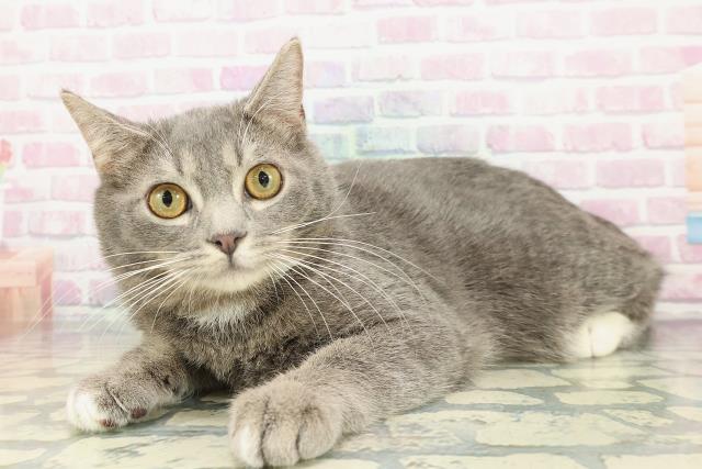 神奈川県のマンチカン (Coo&RIKU秦野店/2025年9月2日生まれ/男の子/ブルータビーホワイト)の子猫の2枚目の画像