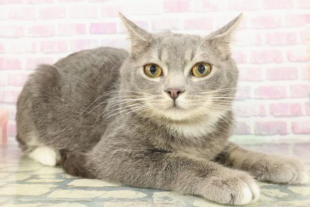 神奈川県のマンチカン (Coo&RIKU秦野店/2025年9月2日生まれ/男の子/ブルータビーホワイト)の子猫の3枚目の画像