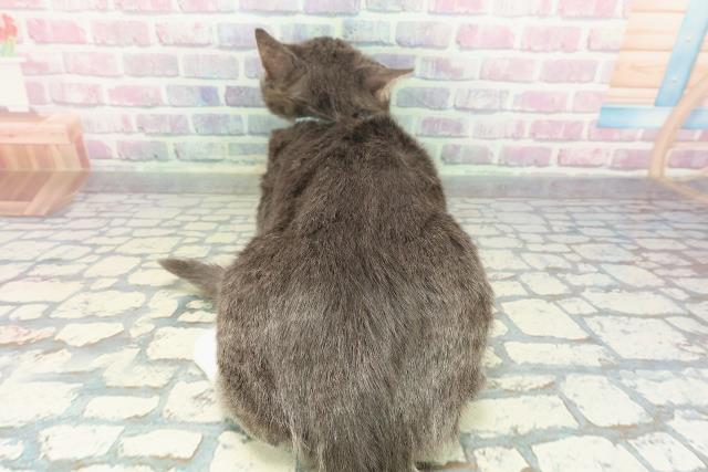 神奈川県のマンチカン (Coo&RIKU秦野店/2025年9月2日生まれ/男の子/ブルータビーホワイト)の子猫の4枚目の画像