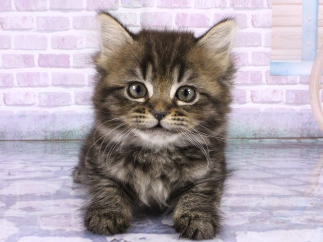 兵庫県のミヌエット (Coo&RIKU神戸三宮店/2026年1月11日生まれ/女の子/ブラウンタビー)の子猫の1枚目の画像