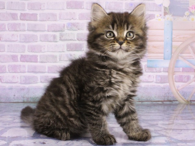 兵庫県のミヌエット (Coo&RIKU神戸三宮店/2026年1月11日生まれ/女の子/ブラウンタビー)の子猫の2枚目の画像