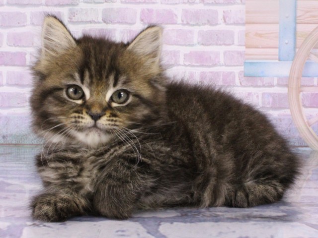 兵庫県のミヌエット (Coo&RIKU神戸三宮店/2026年1月11日生まれ/女の子/ブラウンタビー)の子猫の3枚目の画像