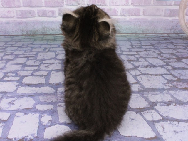 兵庫県のミヌエット (Coo&RIKU神戸三宮店/2026年1月11日生まれ/女の子/ブラウンタビー)の子猫の4枚目の画像