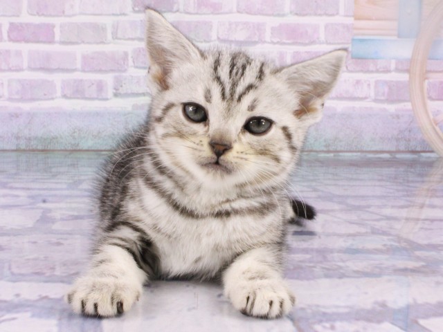 大阪府のアメリカンショートヘアー (Coo&RIKU心斎橋店/2026年1月18日生まれ/女の子/シルバータビー)の子猫の1枚目の画像