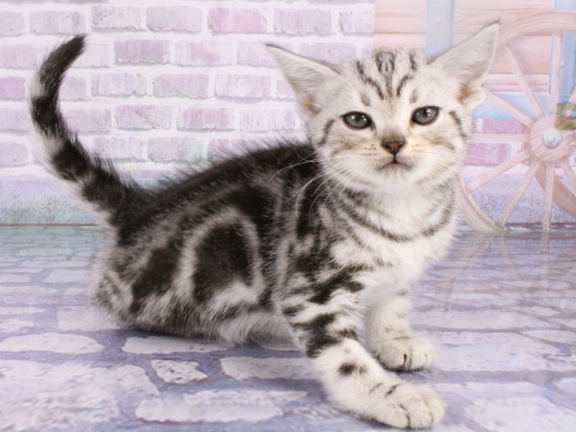 大阪府のアメリカンショートヘアー (Coo&RIKU心斎橋店/2026年1月18日生まれ/女の子/シルバータビー)の子猫の2枚目の画像