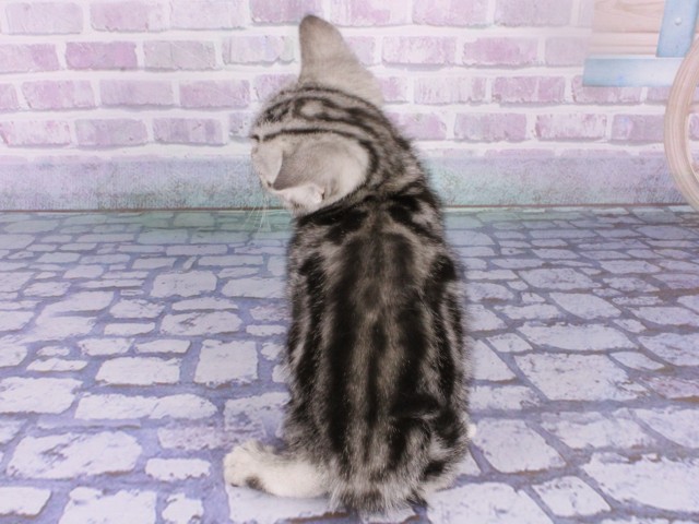 大阪府のアメリカンショートヘアー (Coo&RIKU心斎橋店/2026年1月18日生まれ/女の子/シルバータビー)の子猫の4枚目の画像