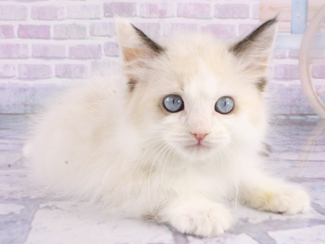 兵庫県のラグドール (Coo&RIKU神戸三宮店/2026年1月15日生まれ/男の子/シールポイントバイカラー)の子猫の2枚目の画像