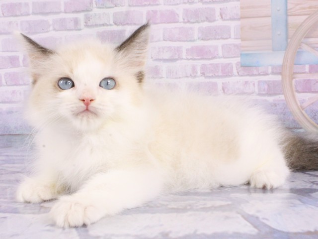 兵庫県のラグドール (Coo&RIKU神戸三宮店/2026年1月15日生まれ/男の子/シールポイントバイカラー)の子猫の3枚目の画像