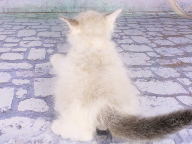 兵庫県のラグドール (Coo&RIKU神戸三宮店/2026年1月15日生まれ/男の子/シールポイントバイカラー)の子猫の4枚目の画像