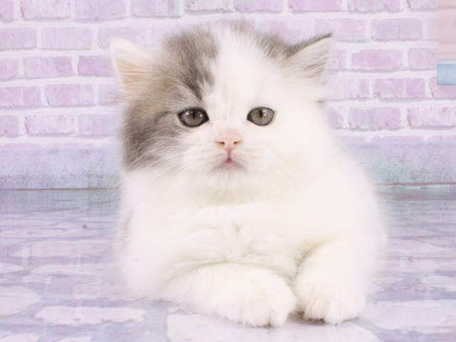 兵庫県のマンチカン (Coo&RIKU神戸三宮店/2026年1月7日生まれ/男の子/ブルーホワイト)の子猫の1枚目の画像