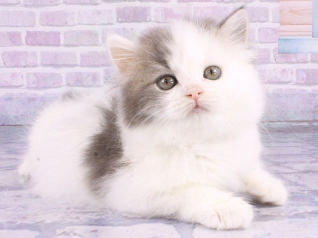 兵庫県のマンチカン (Coo&RIKU神戸三宮店/2026年1月7日生まれ/男の子/ブルーホワイト)の子猫の2枚目の画像