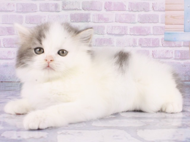 兵庫県のマンチカン (Coo&RIKU神戸三宮店/2026年1月7日生まれ/男の子/ブルーホワイト)の子猫の3枚目の画像