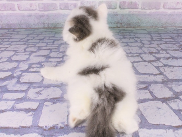 兵庫県のマンチカン (Coo&RIKU神戸三宮店/2026年1月7日生まれ/男の子/ブルーホワイト)の子猫の4枚目の画像