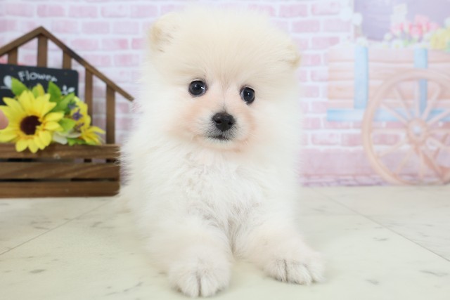 ポメラニアン