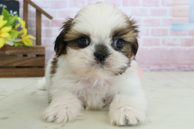 沖縄県のシーズー (Coo&RIKU沖縄浦添店/2026年1月18日生まれ/女の子/ホワイトゴールド)の子犬の1枚目の画像
