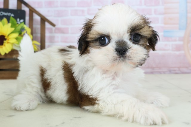 沖縄県のシーズー (Coo&RIKU沖縄浦添店/2026年1月18日生まれ/女の子/ホワイトゴールド)の子犬の2枚目の画像