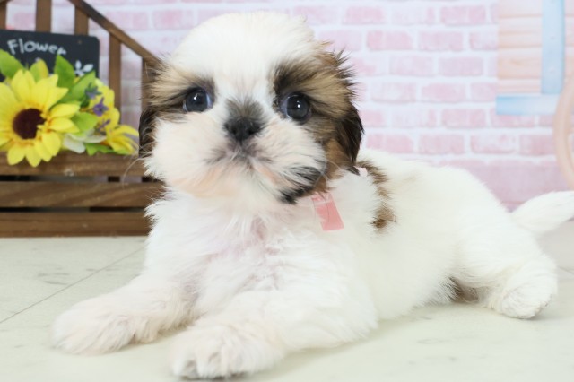 沖縄県のシーズー (Coo&RIKU沖縄浦添店/2026年1月18日生まれ/女の子/ホワイトゴールド)の子犬の3枚目の画像