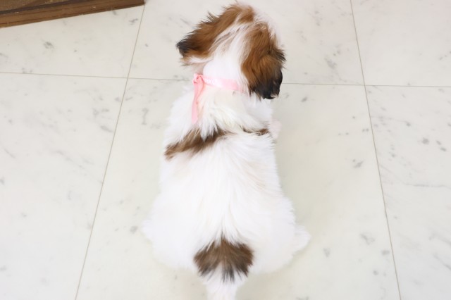 沖縄県のシーズー (Coo&RIKU沖縄浦添店/2026年1月18日生まれ/女の子/ホワイトゴールド)の子犬の4枚目の画像