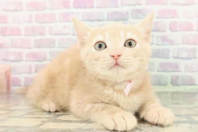 神奈川県のスコティッシュフォールド (Coo&RIKU横浜青葉店/2026年1月17日生まれ/女の子/クリーム)の子猫の3枚目の画像