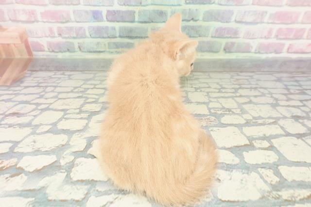 神奈川県のスコティッシュフォールド (Coo&RIKU横浜青葉店/2026年1月17日生まれ/女の子/クリーム)の子猫の4枚目の画像