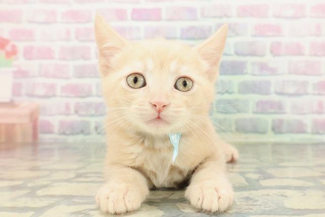 東京都のスコティッシュフォールド (Coo&RIKU練馬店/2026年1月17日生まれ/男の子/クリーム)の子猫の1枚目の画像