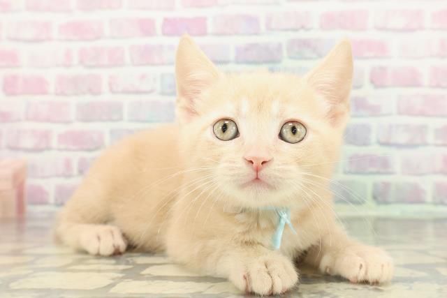 東京都のスコティッシュフォールド (Coo&RIKU練馬店/2026年1月17日生まれ/男の子/クリーム)の子猫の3枚目の画像