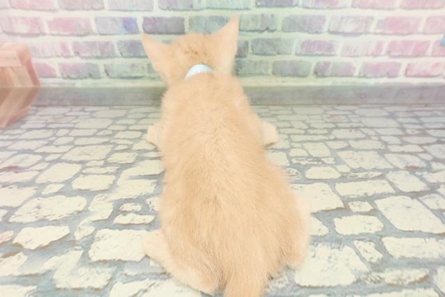東京都のスコティッシュフォールド (Coo&RIKU練馬店/2026年1月17日生まれ/男の子/クリーム)の子猫の4枚目の画像