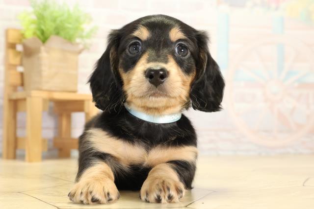 ミニチュア・ダックスフンド