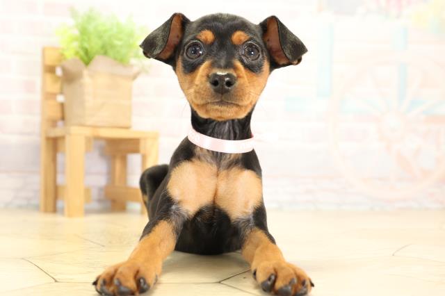 ミニチュア・ピンシャー