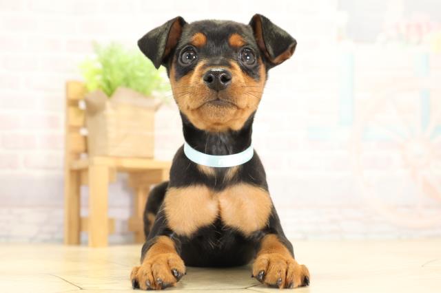 ミニチュア・ピンシャー