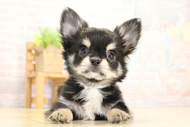 チワワ（ロングコート）