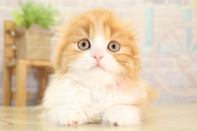 スコティッシュフォールド