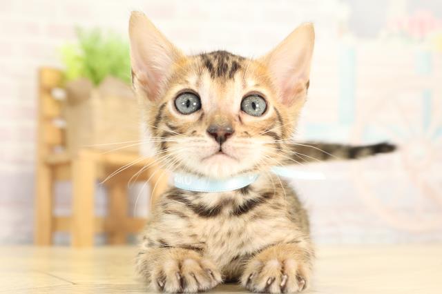 三重県のベンガル (Coo&RIKU津高茶屋店/2026年1月14日生まれ/男の子/ブラウンスポットタビー)の子猫の1枚目の画像