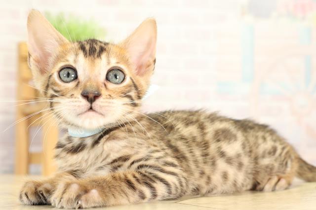 三重県のベンガル (Coo&RIKU津高茶屋店/2026年1月14日生まれ/男の子/ブラウンスポットタビー)の子猫の3枚目の画像