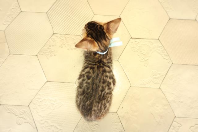 三重県のベンガル (Coo&RIKU津高茶屋店/2026年1月14日生まれ/男の子/ブラウンスポットタビー)の子猫の4枚目の画像