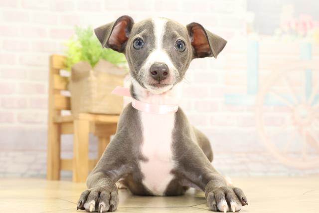 イタリアングレーハウンド