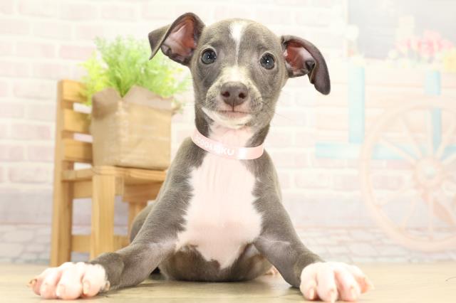 イタリアングレーハウンド