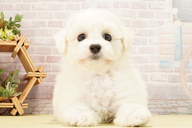 ビション・フリーゼ