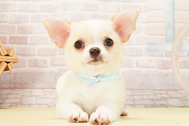 チワワ（スムースコート）