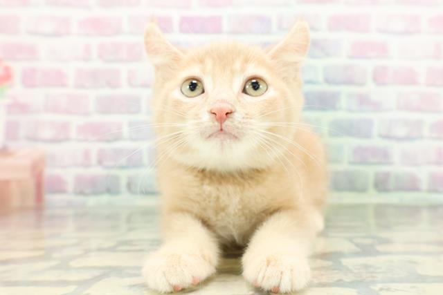 宮城県のアメリカンカール (Coo&RIKU仙台太白店/2026年1月15日生まれ/男の子/クリーム)の子猫の1枚目の画像