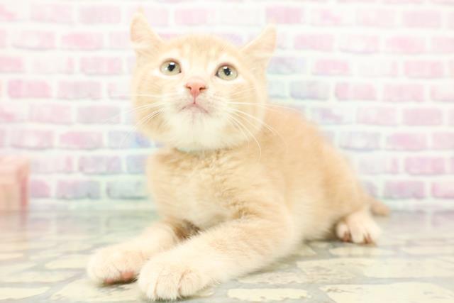 宮城県のアメリカンカール (Coo&RIKU仙台太白店/2026年1月15日生まれ/男の子/クリーム)の子猫の2枚目の画像