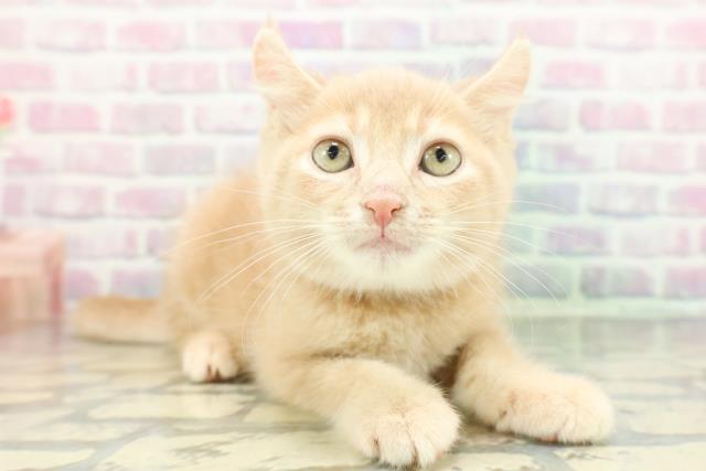 宮城県のアメリカンカール (Coo&RIKU仙台太白店/2026年1月15日生まれ/男の子/クリーム)の子猫の3枚目の画像