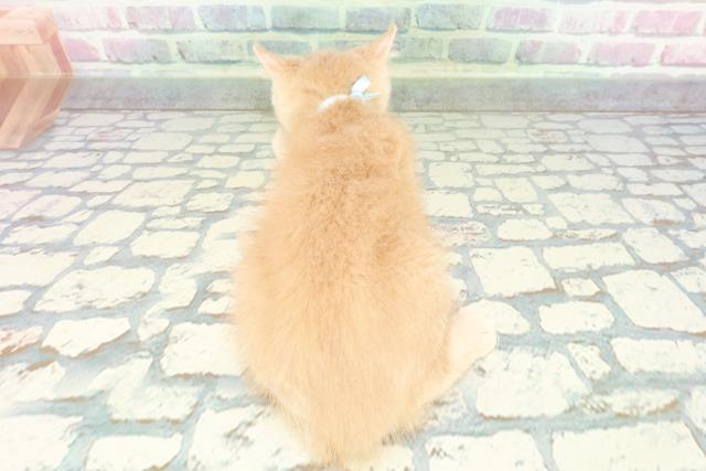 宮城県のアメリカンカール (Coo&RIKU仙台太白店/2026年1月15日生まれ/男の子/クリーム)の子猫の4枚目の画像