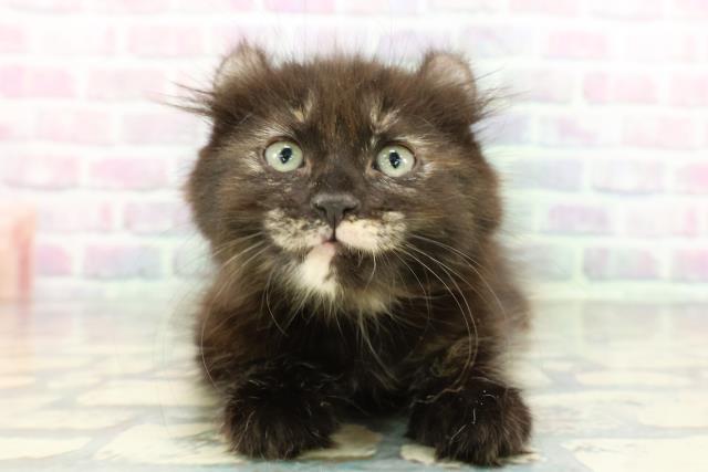 福島県のアメリカンカール (Coo&RIKU郡山店/2026年1月15日生まれ/女の子/トーティー)の子猫の1枚目の画像