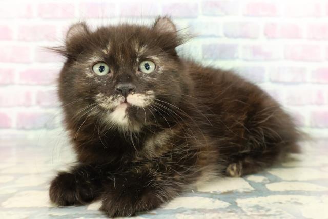 福島県のアメリカンカール (Coo&RIKU郡山店/2026年1月15日生まれ/女の子/トーティー)の子猫の2枚目の画像