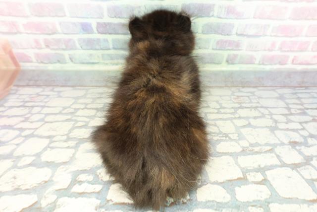 福島県のアメリカンカール (Coo&RIKU郡山店/2026年1月15日生まれ/女の子/トーティー)の子猫の4枚目の画像