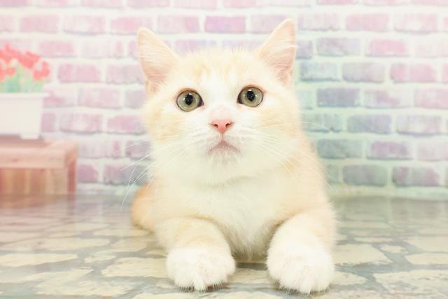 福島県のスコティッシュフォールド (Coo&RIKU郡山店/2025年12月18日生まれ/男の子/レッドタビーホワイト)の子猫の1枚目の画像