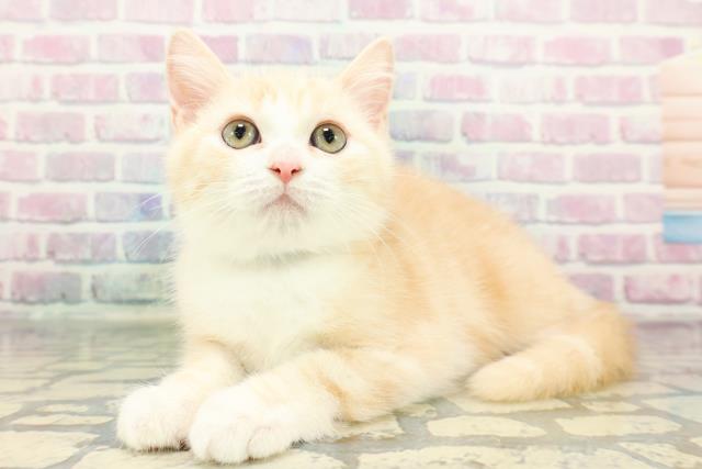 福島県のスコティッシュフォールド (Coo&RIKU郡山店/2025年12月18日生まれ/男の子/レッドタビーホワイト)の子猫の2枚目の画像